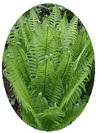 Matteuccia Struthiopteris