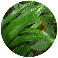 Microsorum Punctatum