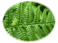 Phegopteris Polypodioides