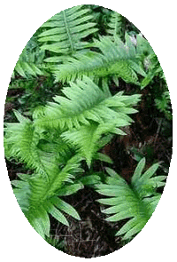 Polypodium Vulgare