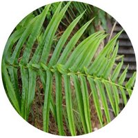 Pteris Fauriei