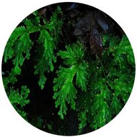 Selaginella Doederleinii