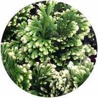 Selaginella Kraussiana