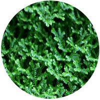 Selaginella