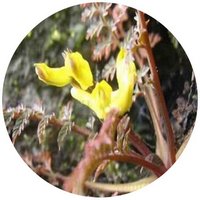 Selaginella Moellendorffii