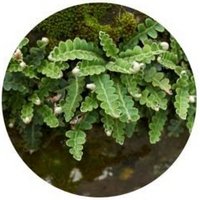 Selaginella Tamariscina