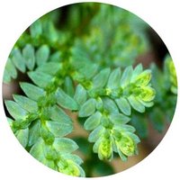 Selaginella Uncinata