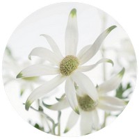 Actinotus Helianthi - Flannel Flower