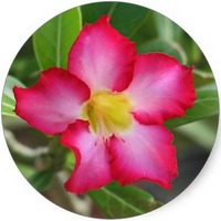 Adenium Obesum