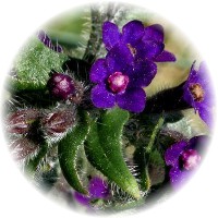 Alkanet - Alkanna Tinctoria