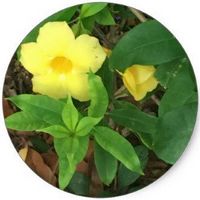Allamanda Cathartica