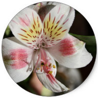 Alstroemeria Aurantiaca