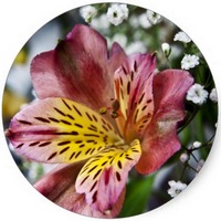 Alstroemeria Aurantiaca