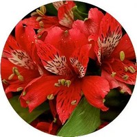 Alstroemeria Aurantiaca