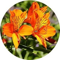 Alstroemeria Aurantiaca