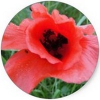Amapola - Papaver Rhoeas
