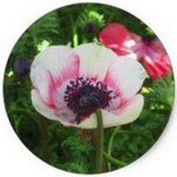 Amapola - Coquelicot - Papaver Rhoeas