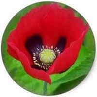 Amapola Irani- Poppy -Papaver
