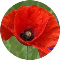 Amapola - Coquelicot - Papaver Rhoeas