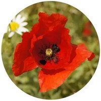 Amapola - Coquelicot - Papaver Rhoeas