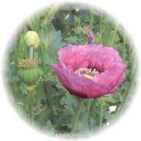 Adormidera - Papaver Somniferum