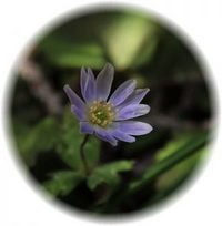 Anemone Altaica