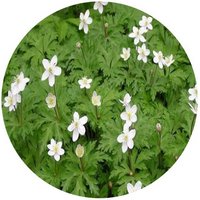 Anemone Cathayensis