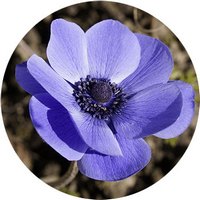 Anemone Nemorosa