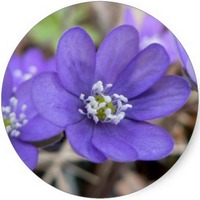 Anemone Nemorosa