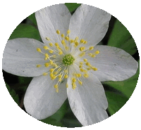 Anemone Nemorosa