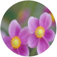Anemone Japonica