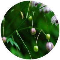 Anemonopsis Macrophylla