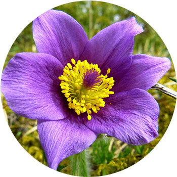 Anemona Pulsatilla