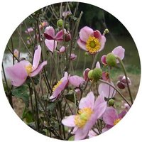 Anemone Vitifolia