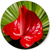 Anthurium