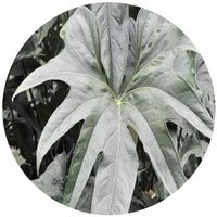 Anthurium Pedato-Radiatum