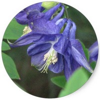 Aquilegia Vulgaris