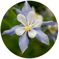 Aquilegia Vulgaris