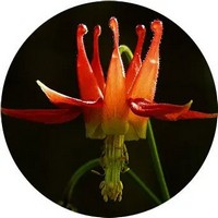 Aquilegia - Columbine