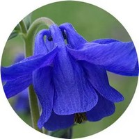 Aquilegia Vulgaris
