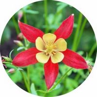 Aquilegia - Columbine