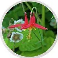 Aquilegia