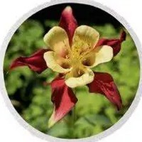 Aquilegia -Columbine
