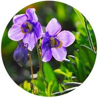 Aquilegia Japonica