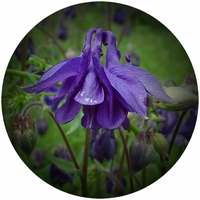 Aquilegia