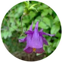 Aquilegia Yabeana
