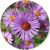 Aster Tataricus