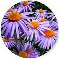 Aster Tataricus