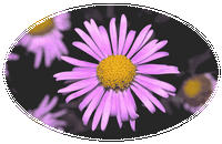 Aster Alpinus