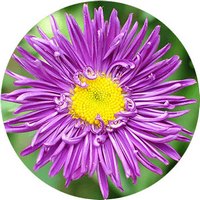 Aster Chino - Callistephus Chinensis
